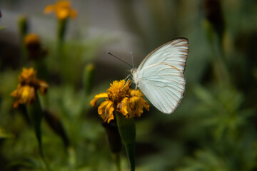 butterfly on a flower