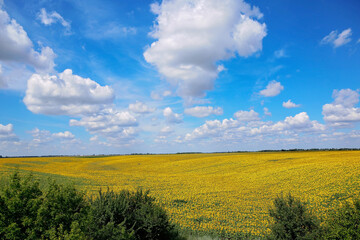 Fototapeta premium A beautiful field of sunflowers. Bright yellow blooming meadow sunflowers against a blue sky with clouds. Sunny summer landscape. Natural background.