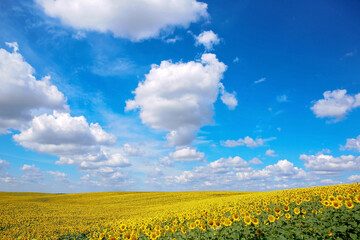 Obraz premium A beautiful field of sunflowers. Bright yellow blooming meadow sunflowers against a blue sky with clouds. Sunny summer landscape. Natural background.