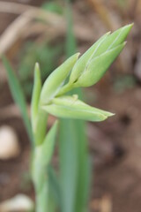 flower, rose, yellow, nature, white, floral, macro, flowers, bloom, beauty, plant, blossom, petal, garden, spring, bouquet, flora, beautiful, green, close-up, petals, pasta, food, closeup, daffodil