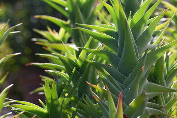 Aloe Vera Succulent Skincare Plant High Quality 