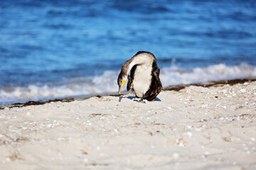 Great black cormorant, Phalacrocorax carb, brush feathers by the sea.