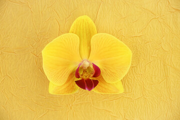 One yellow orchid flower on a light beige background. Top view, copy space, flat lay.	
 - Powered by Adobe