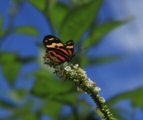 butterfly on a flower