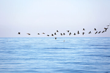 A flock of migrating birds in the sky above the sea. Seasonal migration of birds. Soft selective...
