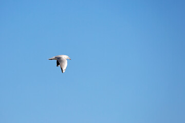 Wild seagull in natural blue sky background.