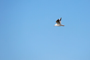 Wild seagull in natural blue sky background.