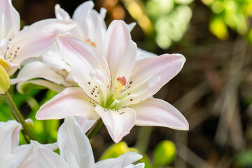 Fragrant white lily flowers in the garden on a sunny day. Greenings. Flower beds
