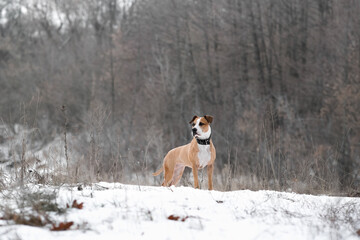 Portrait of a gorgeous staffordshire terrier dog in the winter nature scene. Active lifestyle,...