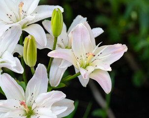 Fragrant white lily flowers in the garden on a sunny day. Greenings. Flower beds