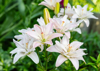 Fragrant white lily flowers in the garden on a sunny day. Greenings. Flower beds