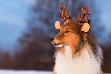 Sable  white tricolor shetland sheepdog winter portrait with funny deer horns. Sweet, fluffy little lassie, collie, sheltie dog with Christmas and Happy New Year  decorations with blue sky background