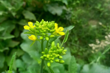 yellow flowers in the garden