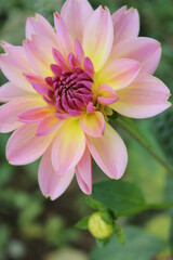 flower, pink, nature, garden, plant, flowers, green, purple, beauty, beautiful, bloom, blossom, spring, flora, floral, daisy, summer, dahlia, petals, yellow, petal, leaves, natural, lotus, bright