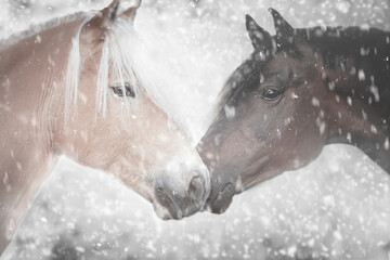 Pferdeportrait im Schnee, Nase an Nase, Hengst und Stute vor winterlichem Hintergrund
