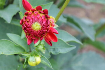 flower, nature, red, rose, plant, garden, green, pink, blossom, spring, bud, flowers, flora, summer, macro, petal, bloom, beauty, beautiful, floral, leaf, color, leaves