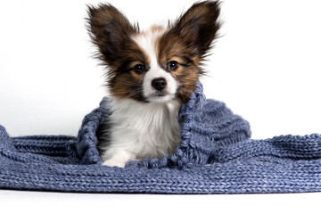 Portrait of a cute Papillon puppy in a gray knitted scarf on a light background