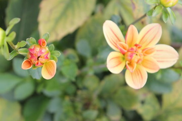 flower, nature, spring, pink, blossom, green, plant, white, garden, bloom, flowers, flora, tree, apple, beauty, blooming, leaf, summer, petal, macro, floral, bud, beautiful, fresh, orchid