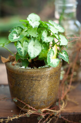 small plants in a pot