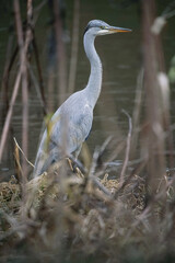 Einzelner Graureiher (Ardea cinerea) an einem Fluss stehend und auf Beute wartend