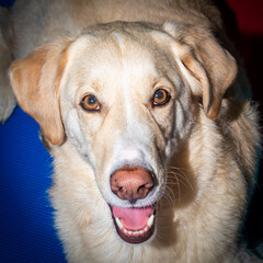 Portrait eines Hundes der nach oben schaut