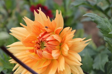 flower, yellow, nature, flowers, garden, orange, green, plant, summer, spring, bloom, floral, blossom, marigold, field, beautiful, calendula, daisy, red, flora, bright, petal, colorful, color, beauty
