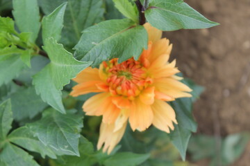 flower, yellow, nature, flowers, garden, orange, green, plant, summer, spring, bloom, floral, blossom, marigold, field, beautiful, calendula, daisy, red, flora, bright, petal, colorful, color, beauty