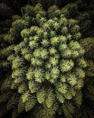 Draufsicht auf einen Wald, Topdown, Vogelperspektive