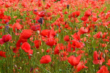 Fototapeta na wymiar Blooming red poppy (Papaver rhoeas) meadow background