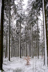 Pine tree forest covered with snow.