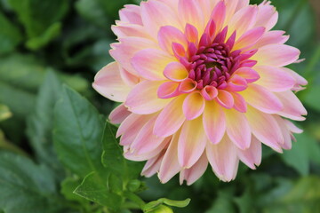 flower, pink, nature, garden, dahlia, plant, flowers, beauty, green, summer, yellow, floral, bloom, petal, daisy, petals, flora, chrysanthemum, macro, beautiful, spring, blossom, purple, color, red