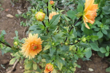 flower, yellow, nature, flowers, garden, orange, green, plant, summer, spring, bloom, floral, blossom, marigold, field, beautiful, calendula, daisy, red, flora, bright, petal, colorful, color, beauty