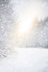 Defocus winter background. Snow on forest background.