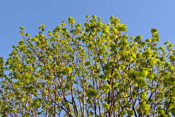 New Yellow Blossom on Spring Shrub seen against Blue Sky 
