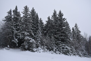 Thorns under the snow on a cloudy winter day
