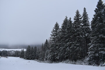Thorns under the snow on a cloudy winter day