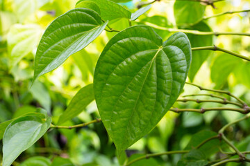 Fototapeta na wymiar Fresh green leaves of betel plant growing in graden