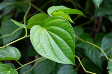 Fresh green leaves of betel plant growing in graden