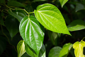 Fresh green leaves of betel plant growing in graden