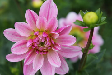 Fototapeta premium flower, rose, pink, nature, green, plant, garden, blossom, spring, flowers, bloom, petal, beauty, red, beautiful, flora, leaf, bud, summer, leaves, macro, peony, white, petals, isolated