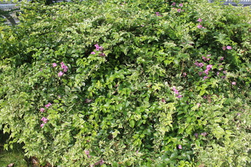 Fototapeta na wymiar shrub plant with small pink flowers