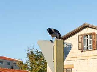 A large black  crow sits on a pole and holds food in the city of Haifa in northern Israel