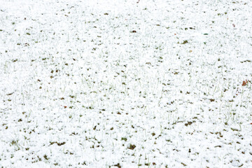 Newly laid lawn covered with snow. Early winter. Earthed snow in the garden