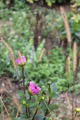 flower, rose, pink, nature, green, plant, garden, blossom, spring, flowers, bloom, petal, beauty, red, beautiful, flora, leaf, bud, summer, leaves, macro, peony, white, petals, isolated