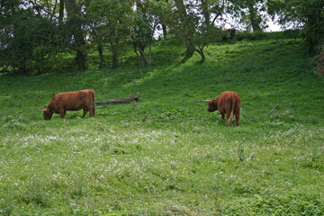 Holland Zeeland
