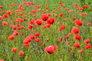 Obraz premium Blooming red poppy (Papaver rhoeas) meadow background 
