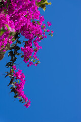 Pink bougainvillea flowers against blue sky