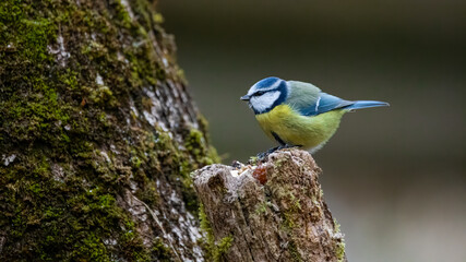 blaumeise, bird, natur, wild lebende tiere, tier, ast, blau, wild, baum, green, schnabel