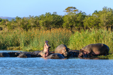 Hippopotamus, hippo, common hippopotamus or river hippopotamus (Hippopotamus amphibius) pod in the...