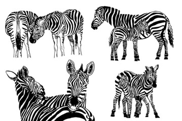 Fototapeta na wymiar Vector set of zebras on white background, savanna animal , illustration